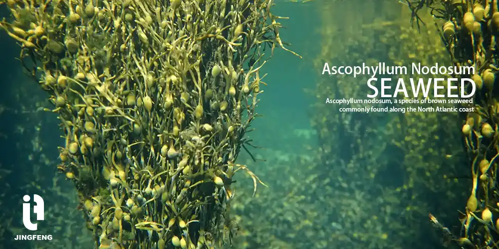 what is the difference between brown seaweed and ascophyllum nodosum?