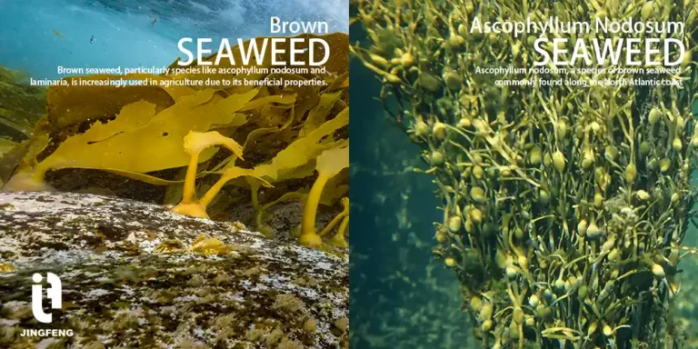 Seaweed extract produced by brown seaweed and sacophyllum nodosum