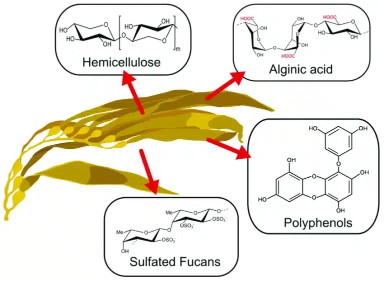 what-is-the-difference-between-alginic-acid-and-seaweed-polysacchoride 拷贝